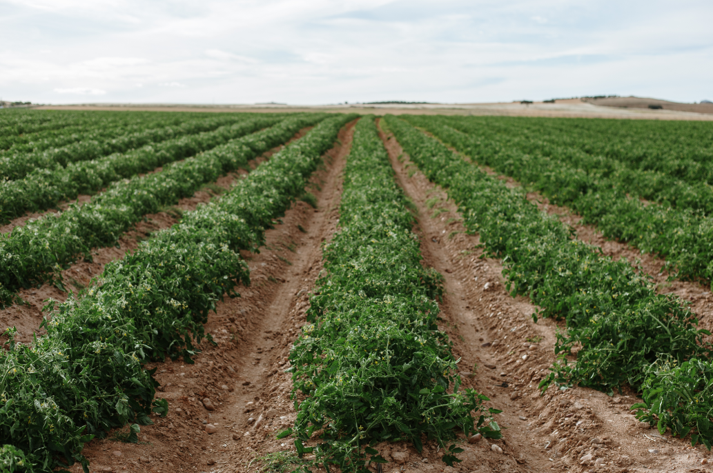 Centurion Pro - herbicida da UPL autorizado para controlo de infestantes gramíneas anuais em tomateiro